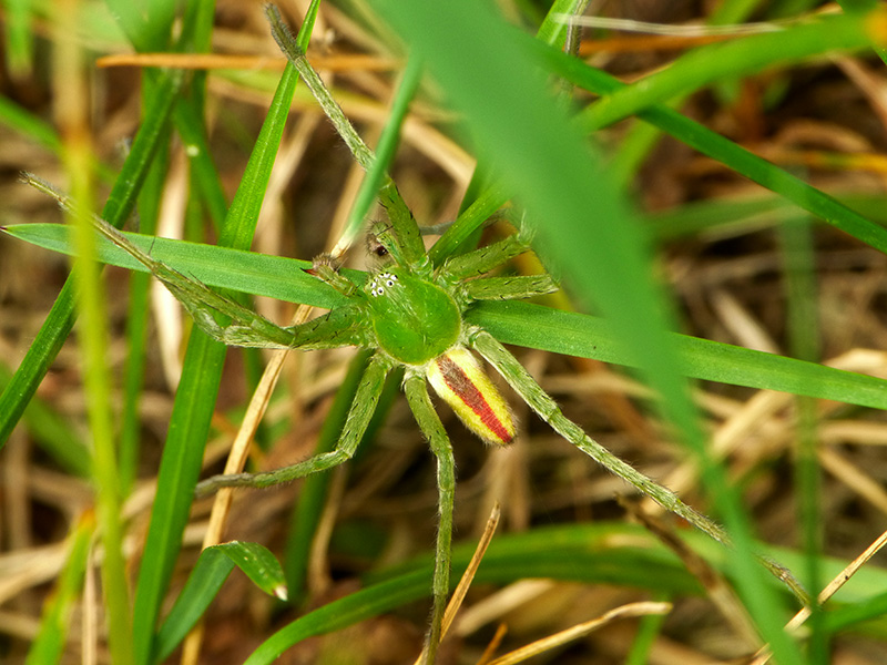 Micrommata virescens,  maschio  - Sumirago (VA)